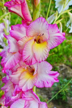 Bahçede açan bulanık arka plan ile gladiolus Glorious pembe ve sarı çiçek