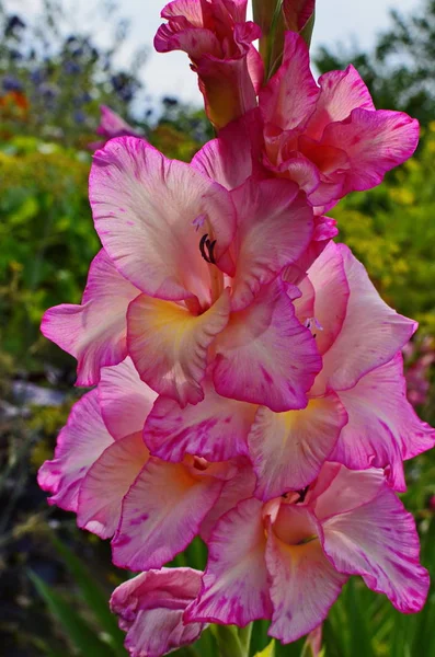 Gloriosa flor rosa e amarela de gladíolo com fundo borrado florescendo no jardim — Fotografia de Stock