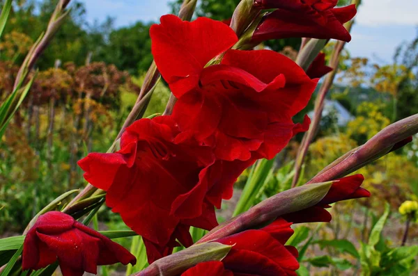 庭に咲くぼやけた背景を持つグラディオラスの栄光のピンクと黄色の花 — ストック写真