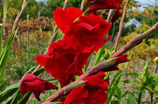 Glorious pink and yellow flower of gladiolus with blurred background blooming in the garden — Stock Photo, Image