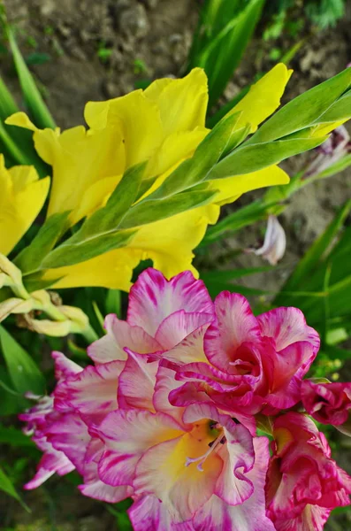 Glorieuze roze en gele bloem van Gladiolus met onscherpe achtergrond bloeien in de tuin — Stockfoto