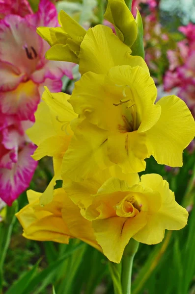 Glorieuze roze en gele bloem van Gladiolus met onscherpe achtergrond bloeien in de tuin — Stockfoto