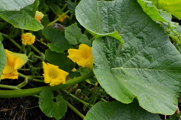 Flor de calabaza en hoja verde — Foto de Stock