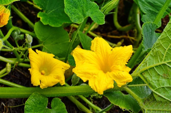 Тыквенный цветок в зеленом листке — стоковое фото