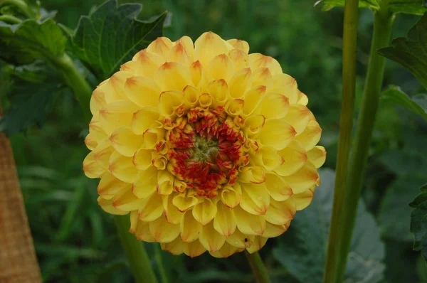 Dalias coloridas en el jardín . — Foto de Stock