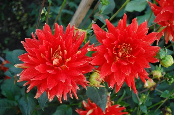 Dahlias colorés dans le jardin . — Photo