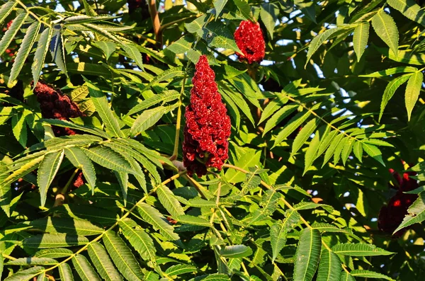 Rhus typhina, red blossom of sumach tree. — Stock Photo, Image