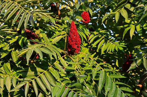 Rhus typhina, red blossom of sumach tree. — Stock Photo, Image