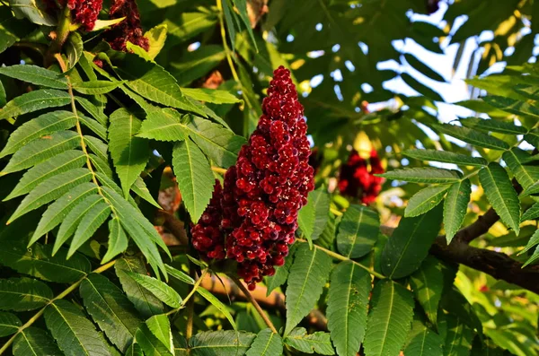 Rhus typhina, red blossom of sumach tree. — Stock Photo, Image