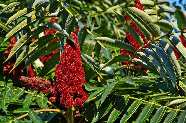 Rhus typhina, flor roja del árbol de sumach . — Foto de Stock