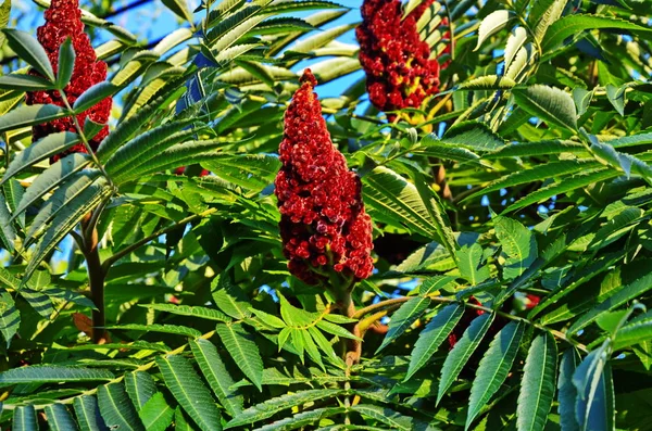 Rhus typhina, flor vermelha da árvore de sumach . — Fotografia de Stock