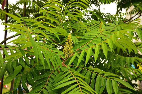 Rhus typhina, red blossom of sumach tree. — Stock Photo, Image