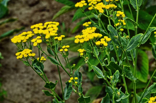 Tanacétum balsamíta é uma planta medicinal muito útil . — Fotografia de Stock