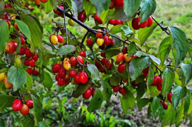 Kırmızı cornel çilek bir dalı asmak.