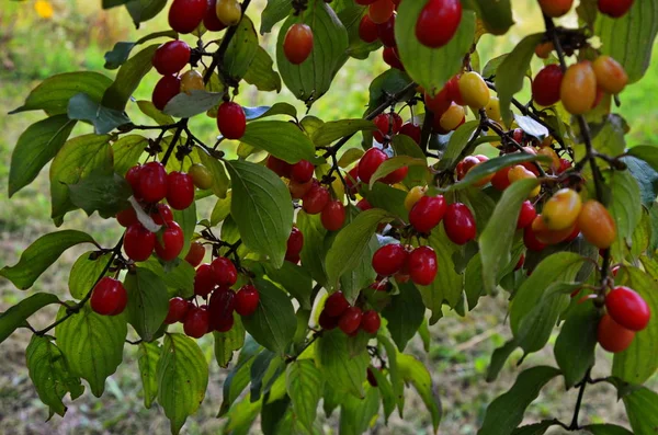 Bagas de cornel vermelho penduradas em um ramo . — Fotografia de Stock