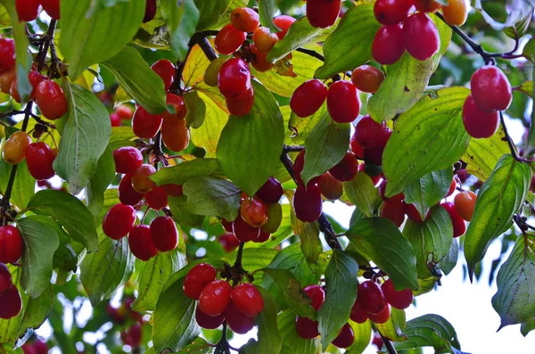 Red cornel berries hang on a branch. — Stock Photo, Image