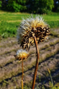 Devedikeni kuru sepetleri tohumları atmak.