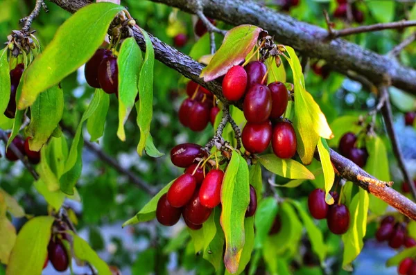 bir ağaç dalı üzerinde meyve ve kızılcık yaprakları
