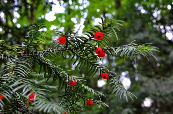 Taxus baccata (drzewo Yew) — Zdjęcie stockowe