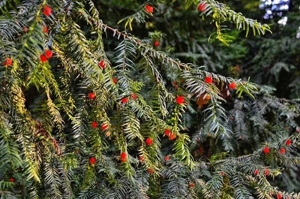 Taxus baccata (tasso d'interesse) ) — Foto Stock