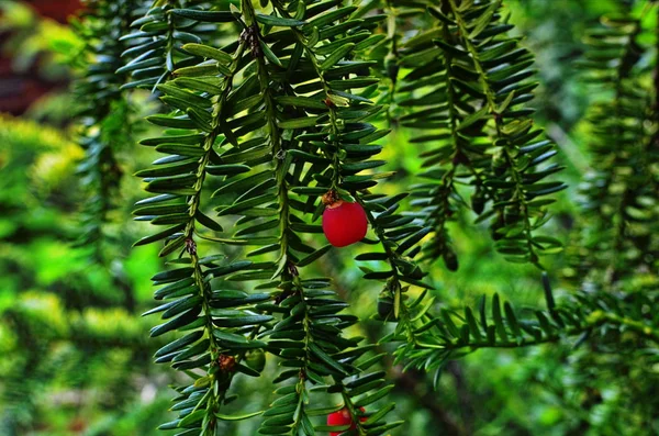 Taxus baccata (yew tree)