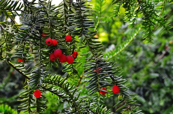 Taxus baccata (porsuk ağacı) — Stok fotoğraf