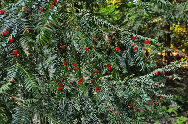 Taxus baccata (yew tree)
