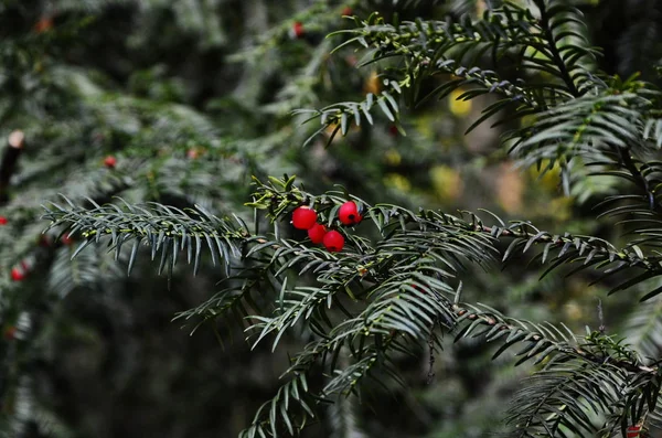 Taxus baccata (porsuk ağacı) — Stok fotoğraf