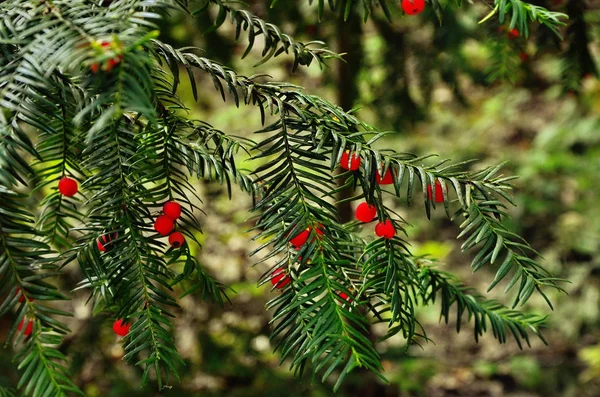 Taxus baccata (drzewo Yew) — Zdjęcie stockowe
