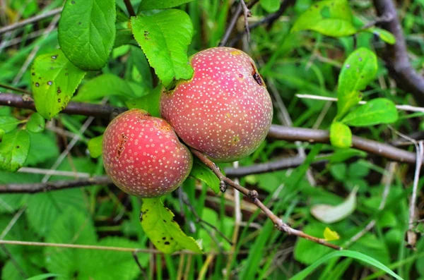 Fluffigt kvitten mognaden bland gröna blad — Stockfoto