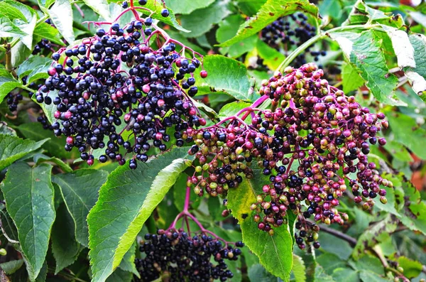 El fruto del anciano (Sambúus cus nígra) en las ramas . — Foto de Stock