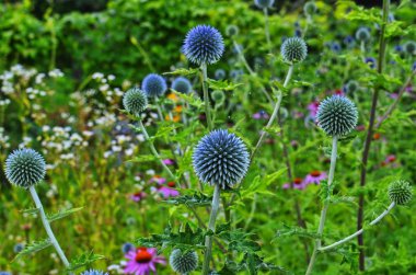 Globe Thistle Thornbush çiçek Başkanı