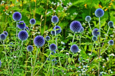 Globe Thistle Thornbush çiçek Başkanı