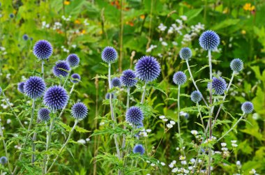 Globe Thistle Thornbush çiçek Başkanı