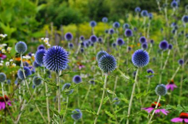 Globe Thistle Thornbush çiçek Başkanı