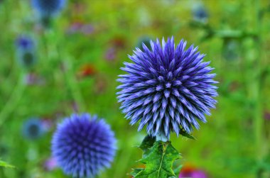 Globe Thistle Thornbush çiçek Başkanı