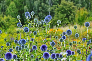 Globe Thistle Thornbush çiçek Başkanı