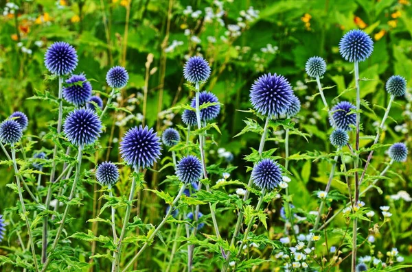 Globe Thistle Thornbush çiçek Başkanı