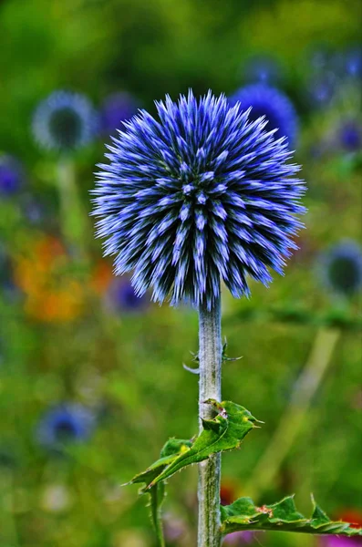 Globe Thistle Thornbush Flower Head — Stock Photo, Image