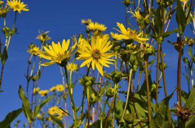bir fincan bitki Silphium perfoliatum çiçekleri