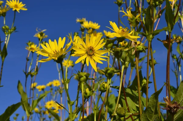 bir fincan bitki Silphium perfoliatum çiçekleri