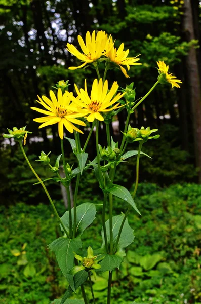 Virágokat egy csésze növény Silphium perfoliatum — Stock Fotó