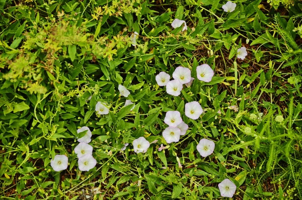 Convolvulus arvensis field weed and medicinal plant. — Stock Photo, Image