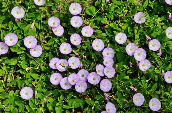 Convolvulus arvensis alan ot ve tıbbi bitki.