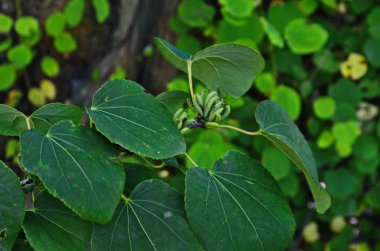 Kalp şeklinde ağaç Cercidiphyllum japonicum yaprakları