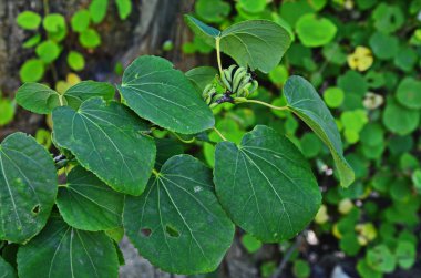 Kalp şeklinde ağaç Cercidiphyllum japonicum yaprakları