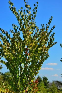 Kalp şeklinde ağaç Cercidiphyllum japonicum yaprakları