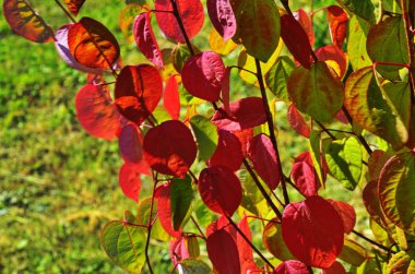 Kalp şeklinde ağaç Cercidiphyllum japonicum yaprakları
