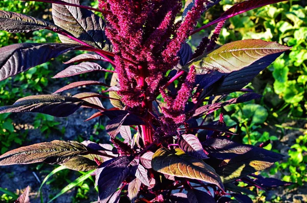 Amaranthus cruentus, amarant bloemen close-up — Stockfoto