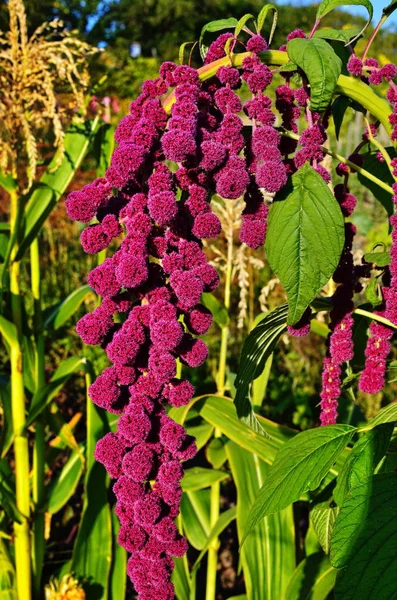 Amaranthus cruentus, Amaranth kwiaty zbliżenie — Zdjęcie stockowe